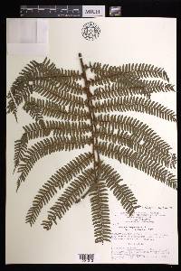 Adiantum cajennense image