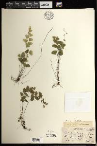 Adiantum filiforme image