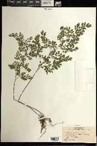 Adiantum raddianum image