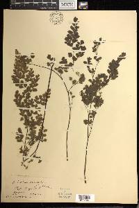 Adiantum raddianum image