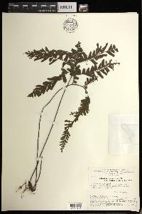 Adiantum glaucescens image