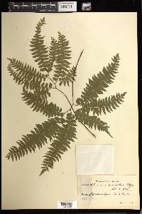 Adiantum curvatum image