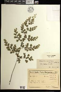 Adiantum raddianum image