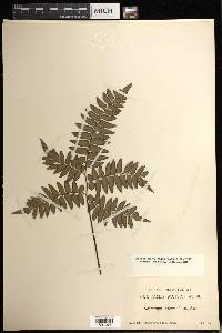 Adiantum intermedium image