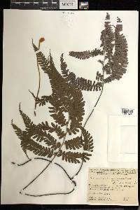 Adiantum serratodentatum image