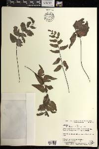 Adiantum petiolatum image