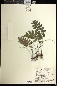 Adiantum petiolatum image