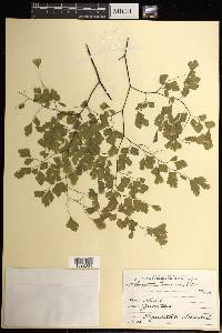 Adiantum tenerum image