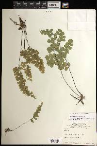 Adiantum capillus-veneris image