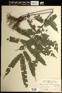 Adiantum tetraphyllum image