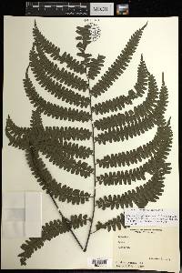 Adiantum tetraphyllum image