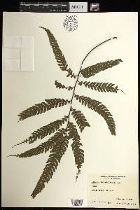 Adiantum tetraphyllum image