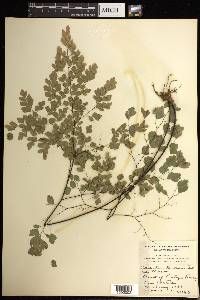 Adiantum tenerum image