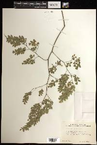 Adiantum tenerum image