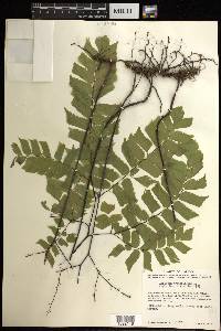 Adiantum trapeziforme image