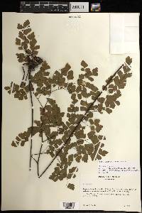 Adiantum tenerum image