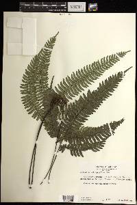 Adiantum tetraphyllum image