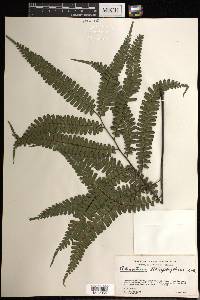 Adiantum tetraphyllum image