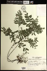 Adiantum tetraphyllum image