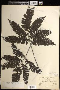 Adiantum tetraphyllum image