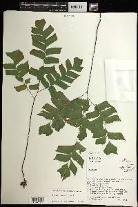 Adiantum trapeziforme image