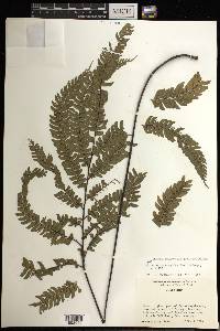 Adiantum tetraphyllum image