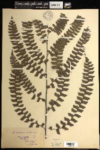 Adiantum villosum image