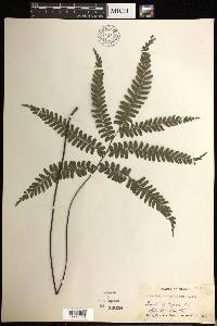 Adiantum tetraphyllum image