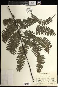 Adiantum tetraphyllum image