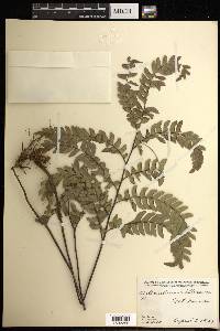 Adiantum villosum image