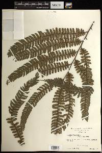 Adiantum villosum image