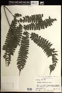 Adiantum tetraphyllum image