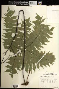 Adiantum trapeziforme image