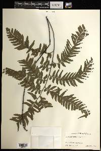 Adiantum tetraphyllum image