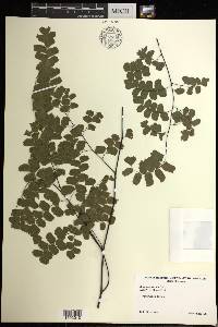 Adiantum tenerum image