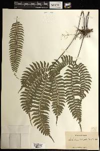 Adiantum tetraphyllum image