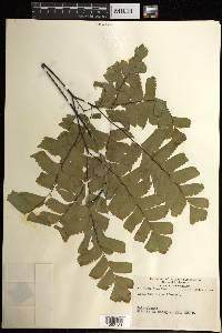 Adiantum trapeziforme image