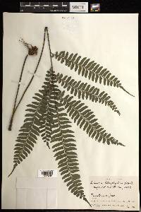 Adiantum tetraphyllum image