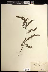 Adiantum fragile image