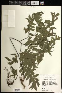 Adiantum trapeziforme image