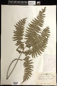 Adiantum tetraphyllum image