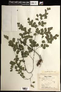 Adiantum tenerum image