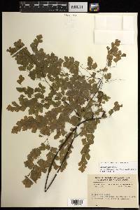 Adiantum tenerum image