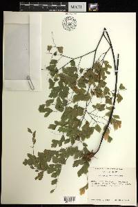 Adiantum tenerum image