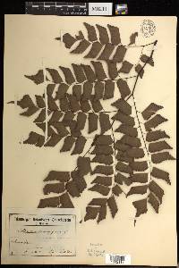 Adiantum trapeziforme image