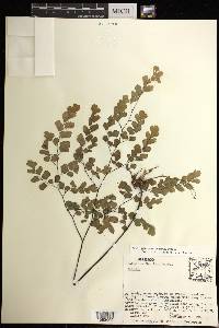 Adiantum tenerum image