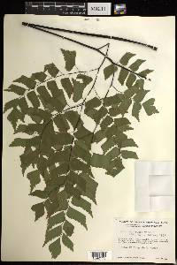 Adiantum trapeziforme image