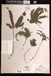 Adiantum hispidulum image