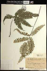 Adiantum tetraphyllum image