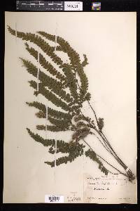 Adiantum hispidulum image